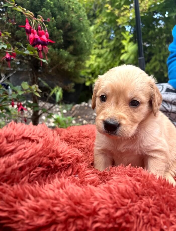 Golden retriever gorgeous dark puppies