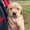 Beautiful KC Golden Retriever Puppies