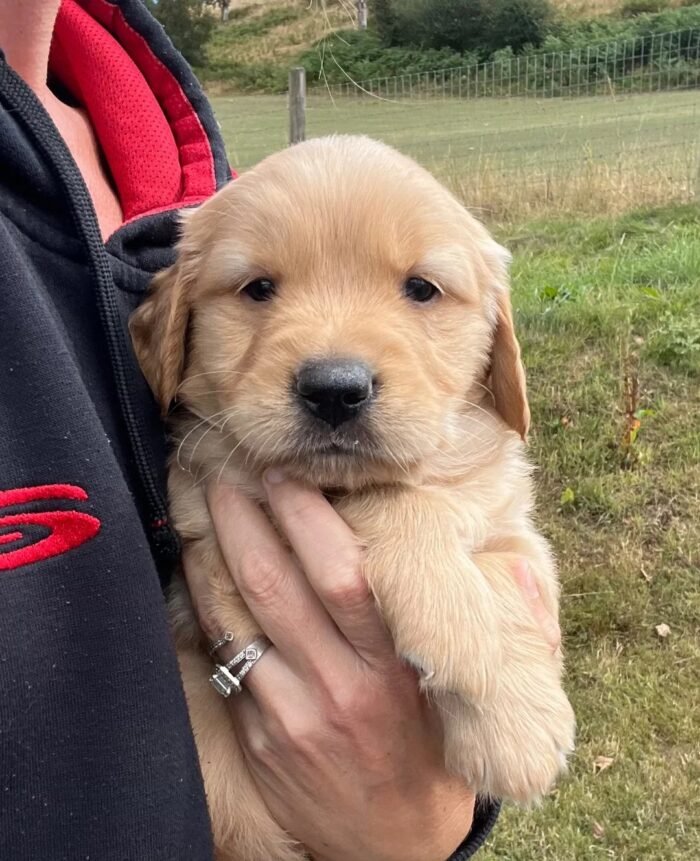 Beautiful KC Golden Retriever Puppies