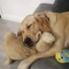 Beautiful golden retriever puppies