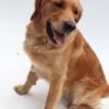 Beautiful golden retriever puppies