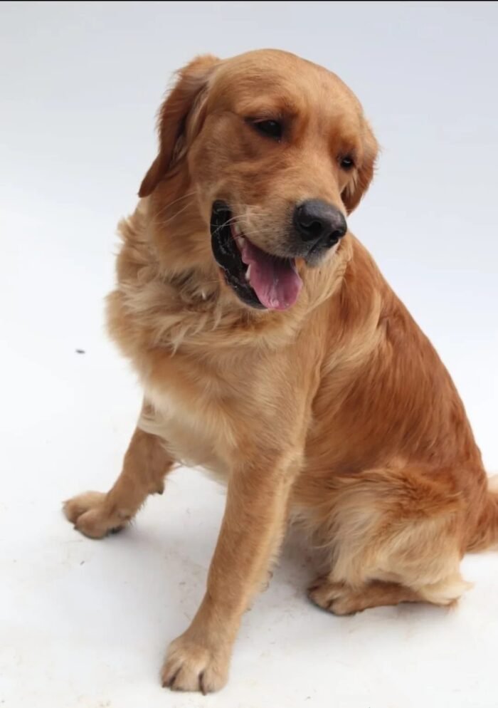 Beautiful golden retriever puppies
