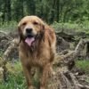 Beautiful golden retriever puppies