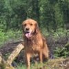 Beautiful golden retriever puppies