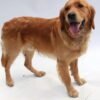 Beautiful golden retriever puppies