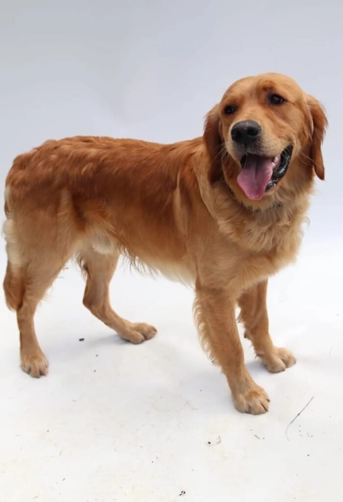 Beautiful golden retriever puppies