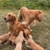 Beautiful KC Golden Retriever Puppies
