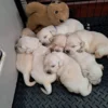originalImage (2) Golden Retriever Puppies – 6 Boys & 1 Girl
