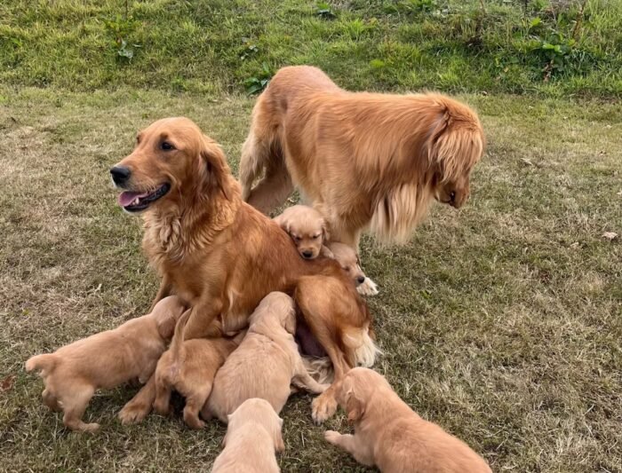 Beautiful KC Golden Retriever Puppies