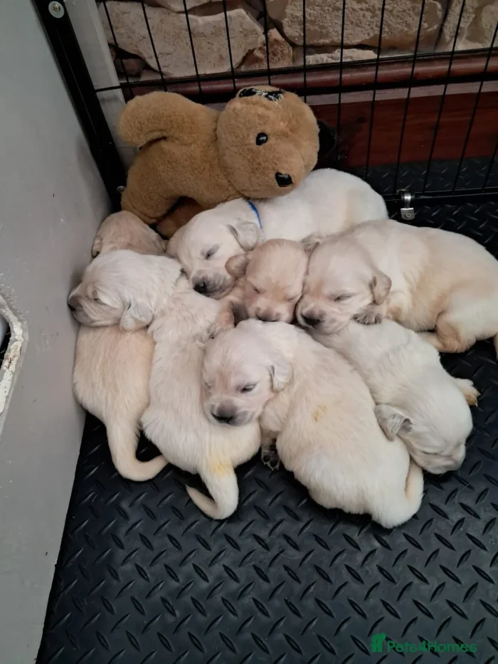 originalImage (2) Golden Retriever Puppies – 6 Boys & 1 Girl