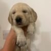 Beautiful golden retriever puppies