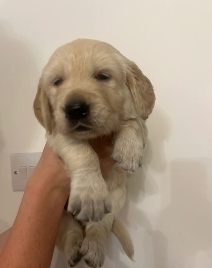 Beautiful golden retriever puppies