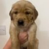 Beautiful golden retriever puppies