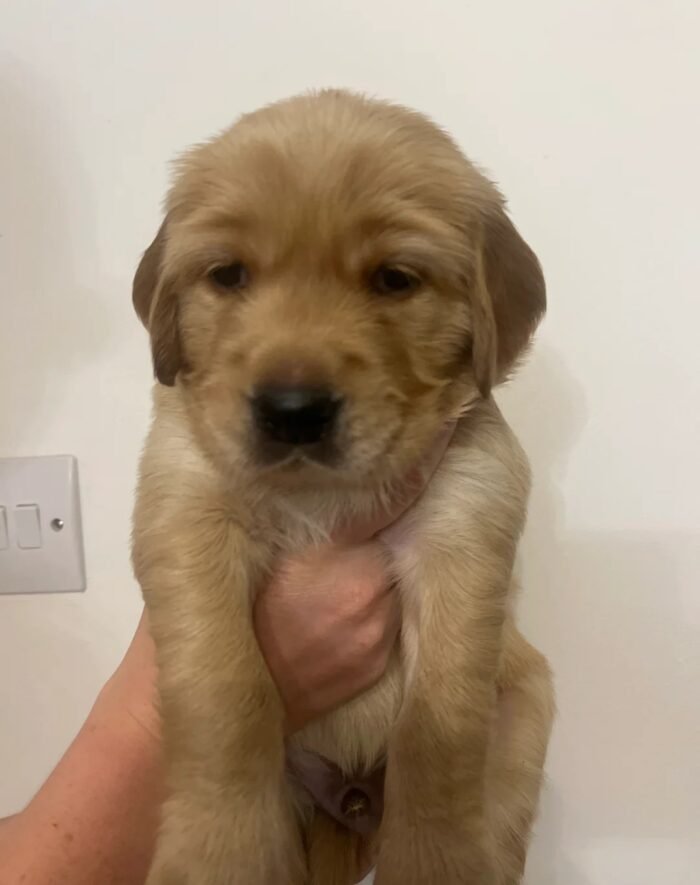 Beautiful golden retriever puppies