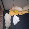 originalImage (3) Golden Retriever Puppies – 6 Boys & 1 Girl