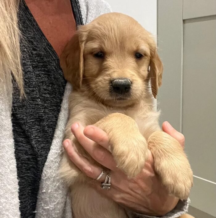 Beautiful KC Golden Retriever Puppies