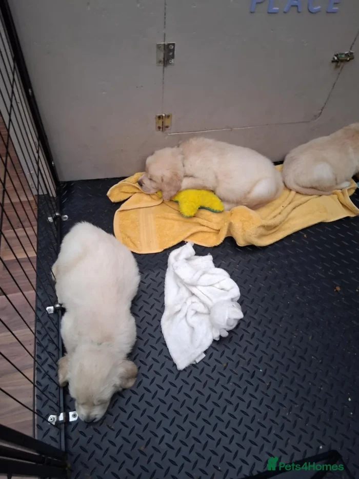 originalImage (3) Golden Retriever Puppies – 6 Boys & 1 Girl