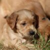 Dark Red KC Registered Working Golden Retrievers