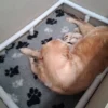 originalImage (4) Golden Retriever Puppies – 6 Boys & 1 Girl