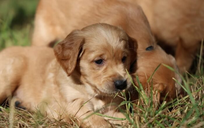 Dark Red KC Registered Working Golden Retrievers