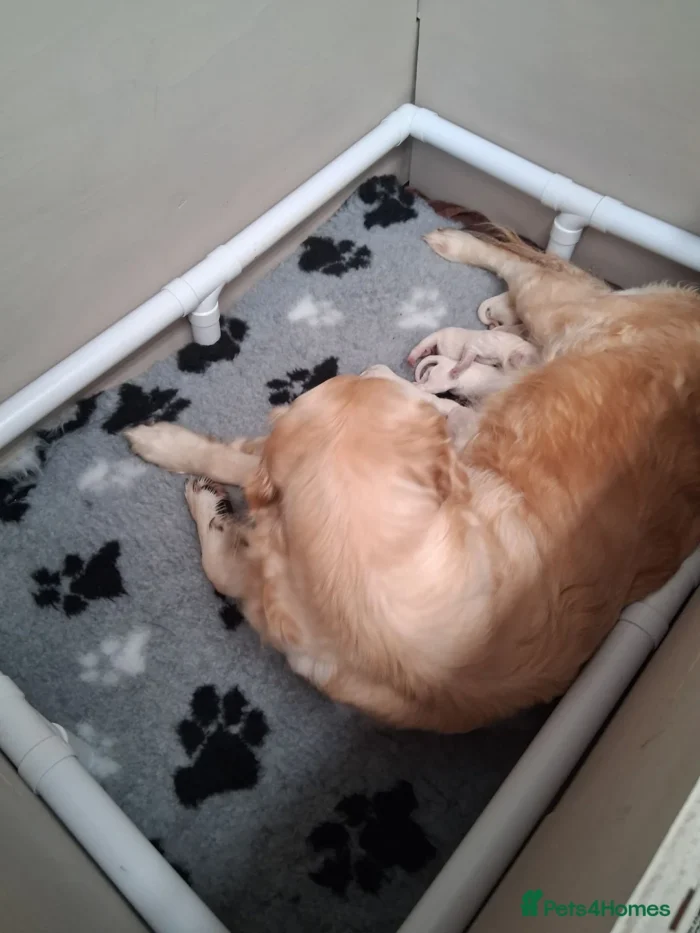 originalImage (4) Golden Retriever Puppies – 6 Boys & 1 Girl