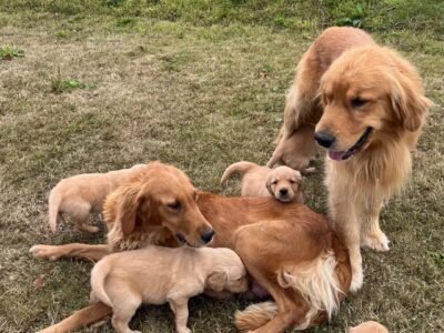 Beautiful KC Golden Retriever Puppies