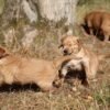 Dark Red KC Registered Working Golden Retrievers