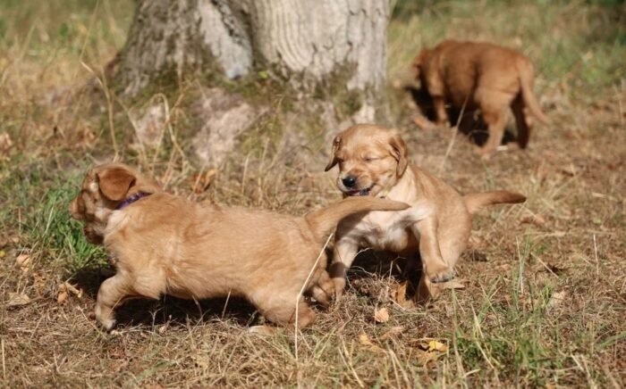 Dark Red KC Registered Working Golden Retrievers