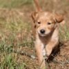 Dark Red KC Registered Working Golden Retrievers