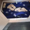 originalImage (6) Golden Retriever Puppies – 6 Boys & 1 Girl