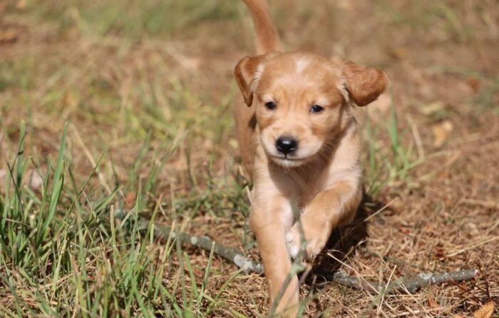 Dark Red KC Registered Working Golden Retrievers