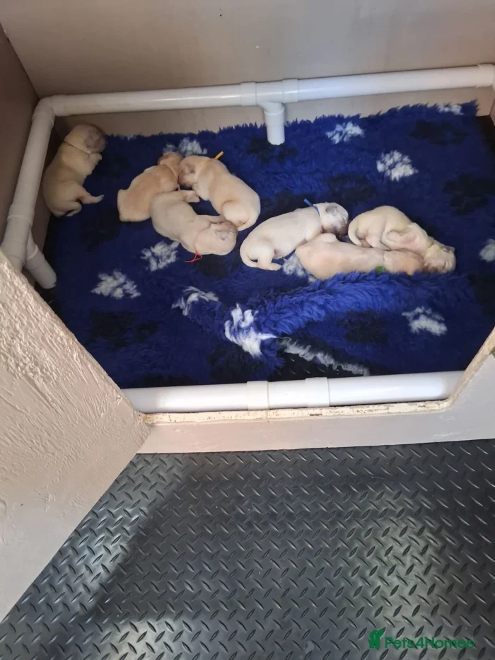 originalImage (6) Golden Retriever Puppies – 6 Boys & 1 Girl