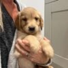 Beautiful KC Golden Retriever Puppies