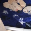 originalImage (7) Golden Retriever Puppies – 6 Boys & 1 Girl