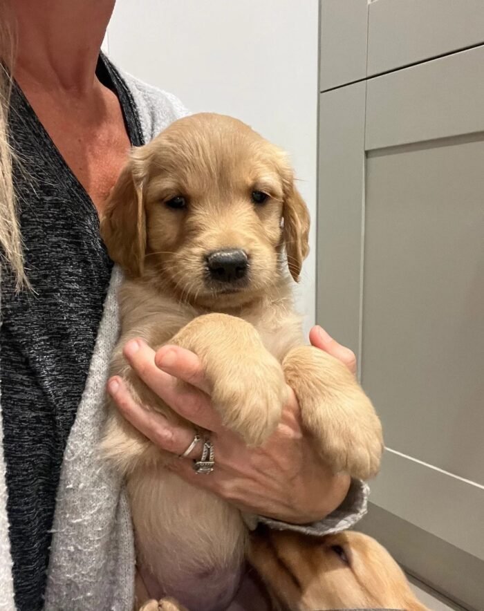 Beautiful KC Golden Retriever Puppies