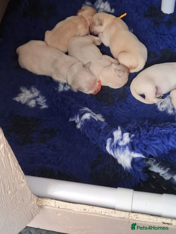 originalImage (7) Golden Retriever Puppies – 6 Boys & 1 Girl