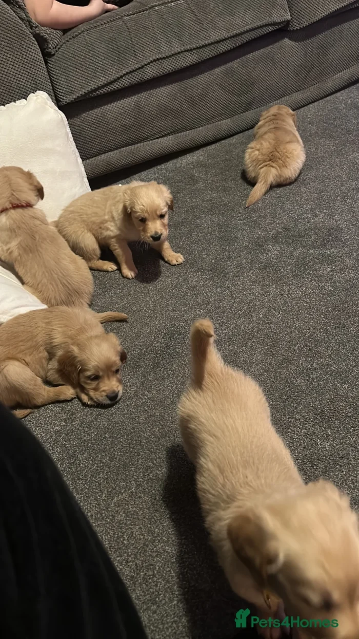 Golden retriever gorgeous dark puppies