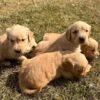 Beautiful KC Golden Retriever Puppies
