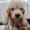 originalImage (8) Golden Retriever Puppies – 6 Boys & 1 Girl