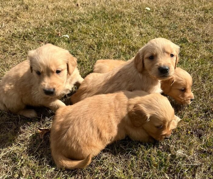 Beautiful KC Golden Retriever Puppies