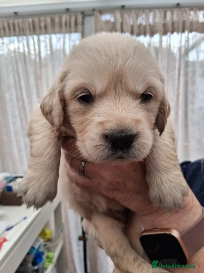 originalImage (8) Golden Retriever Puppies – 6 Boys & 1 Girl