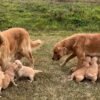 Beautiful KC Golden Retriever Puppies