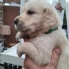 originalImage (9) Golden Retriever Puppies – 6 Boys & 1 Girl