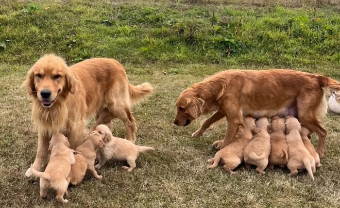 Beautiful KC Golden Retriever Puppies