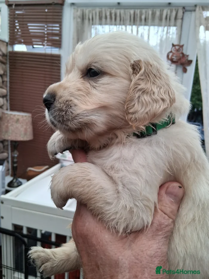 originalImage (9) Golden Retriever Puppies – 6 Boys & 1 Girl