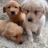 originalImg(8) Golden Retriever Puppies