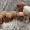originalImge1) Golden Retriever Puppies