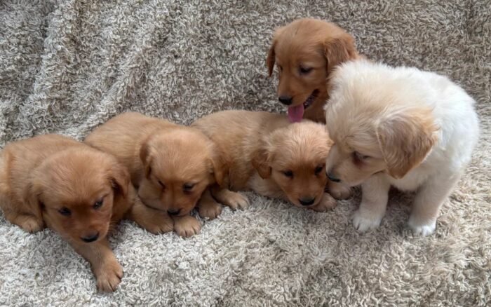 originalImge1) Golden Retriever Puppies