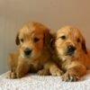 originalage () Fox Red, KC, Extensively Health Tested Pups