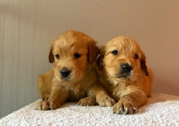 originalage () Fox Red, KC, Extensively Health Tested Pups